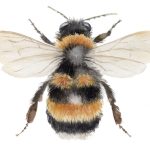 Abeja