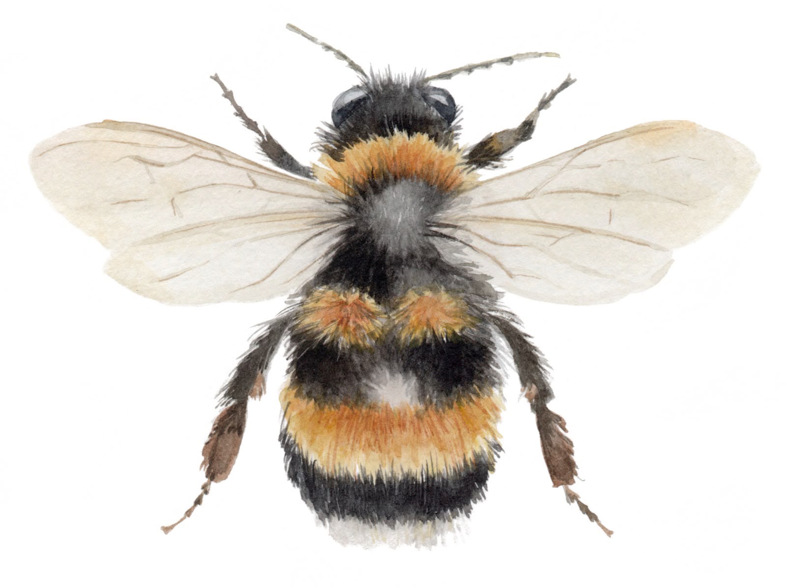 WhatsApp Image 2026-08-11 at 21.34.03 Abeja - Imagen 1