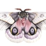 Polilla rosada