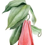 Copihue