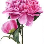 Peonia