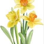 Narciso