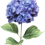 Hortensia azul