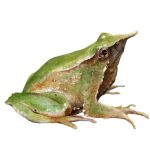 Ranita de Darwin