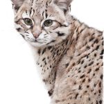 Gato Geoffroy