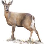Huemul