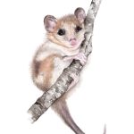 Monito del monte