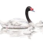 Cisne de cuello negro y polluelos