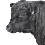 Toro Angus negro