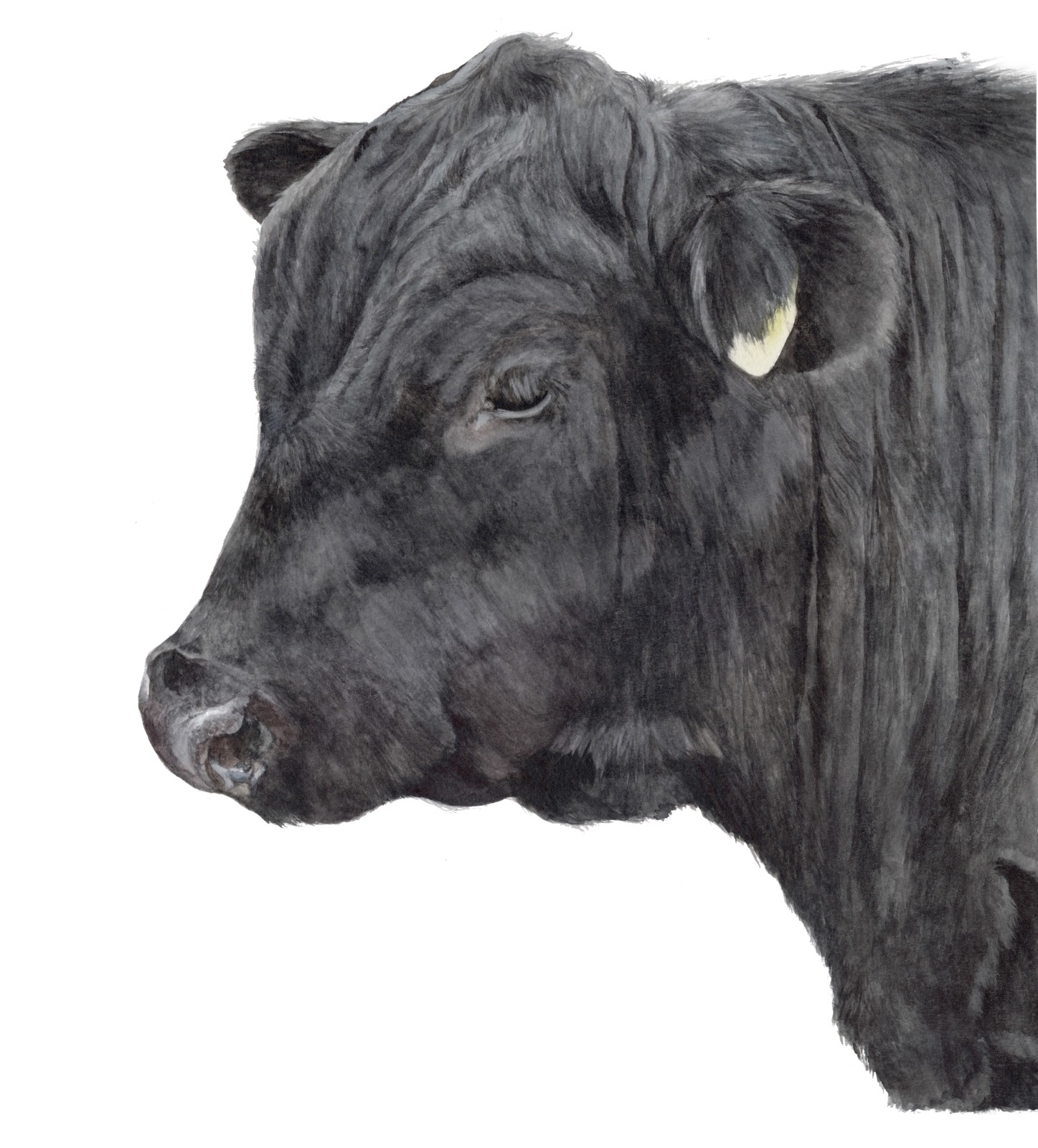 WhatsApp Image 2026-08-17 at 09.40.14 (1) Toro Angus negro - Imagen 1