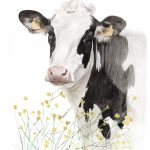 Holstein flores