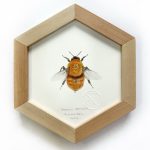 Abejorro hexagonal enmarcado