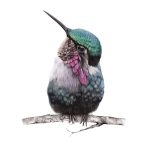 Colibrí