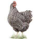 Gallina Castellana