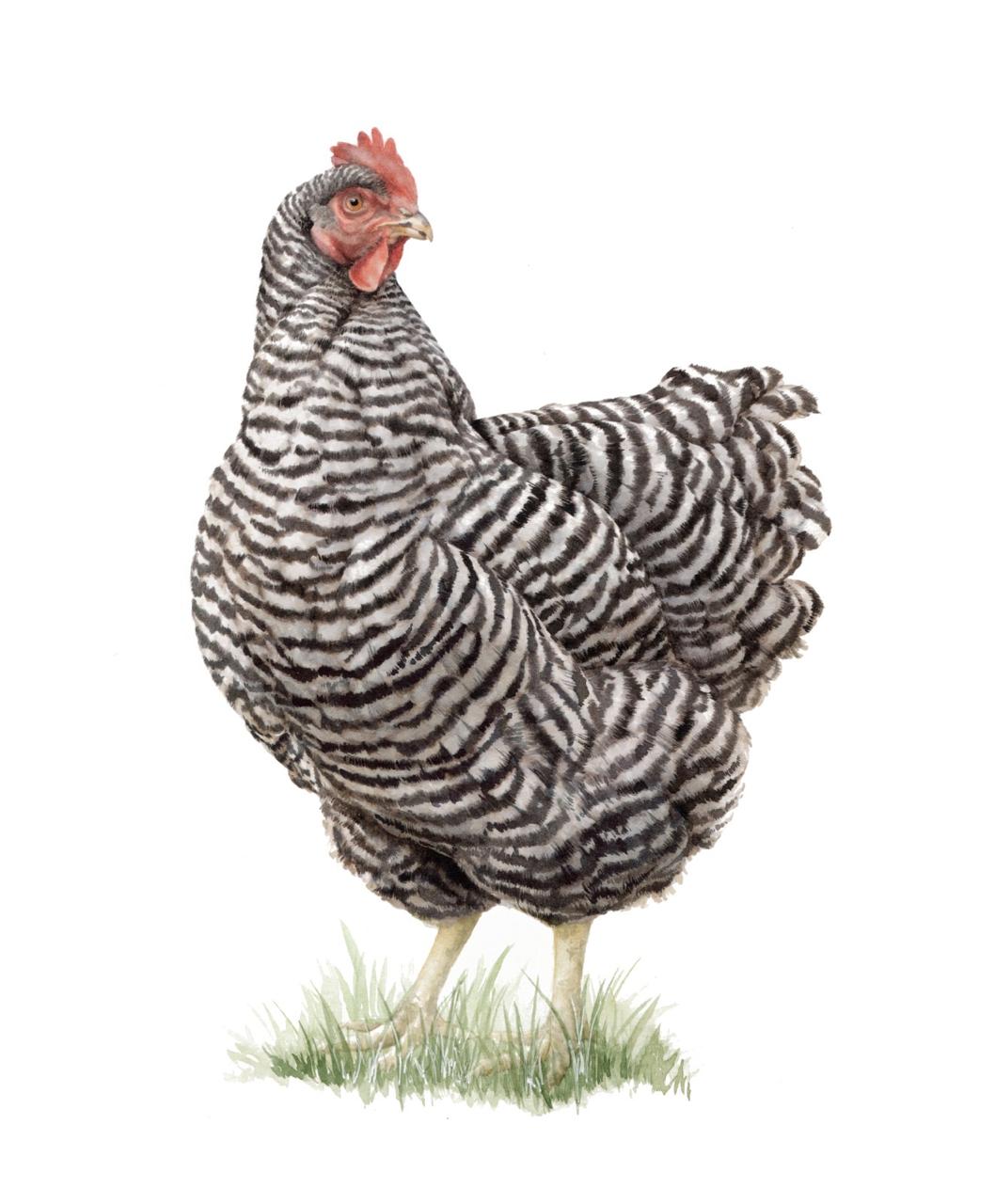 WhatsApp Image 2026-10-26 at 22.05.40 Gallina Castellana - Imagen 1